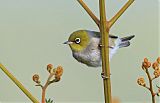 Silvereye